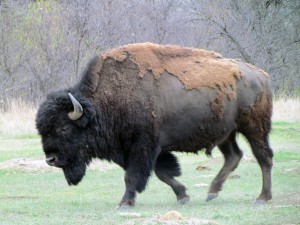 Buffalo in Theodore Roosevelt National Park - North Dakota