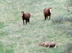 WIld Horses in Theodore Roosevelt National Park - North Dakota