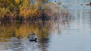Duck on Manzanita Lake3
